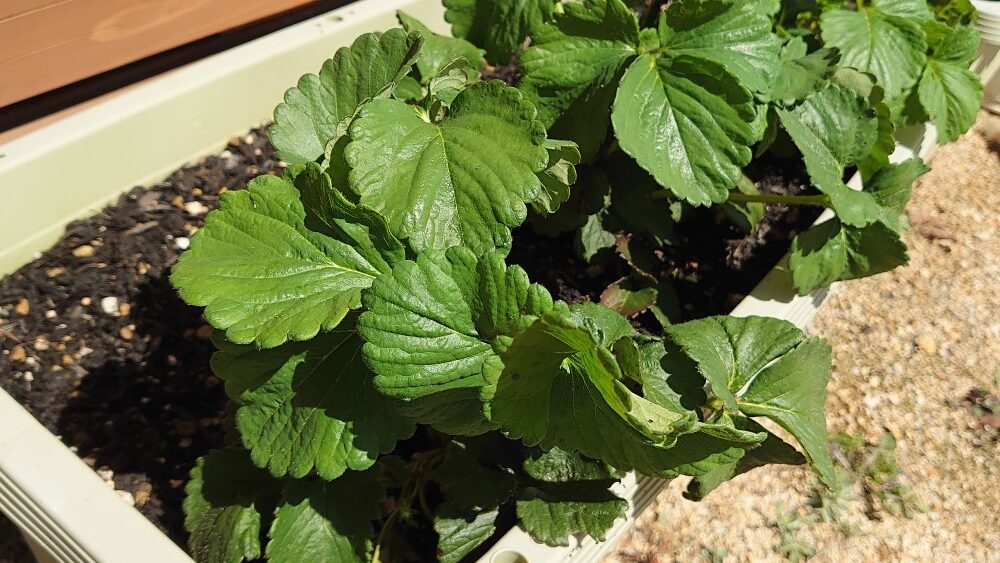 いちごには敷き藁 湿気 泥はねを防いで収穫率アップ 天然素材で子どもも安心 にじいろリビング